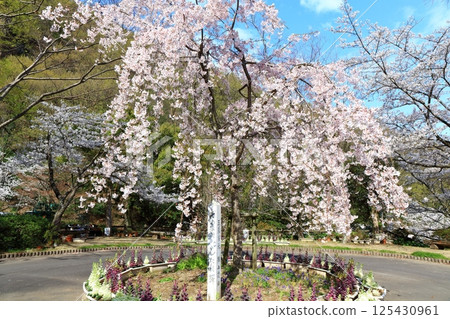 [Kagawa Prefecture] Fudo Falls Country Park in Spring when Cherry Blossoms Bloom 125430961