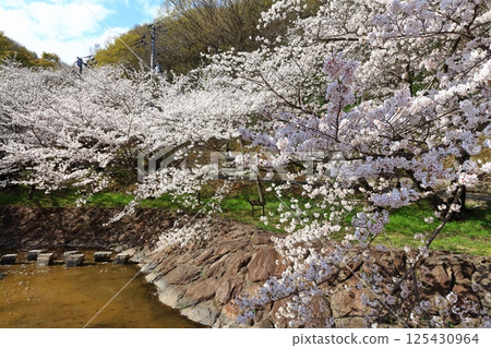 【香川縣】春天櫻花盛開的不動瀑布郊野公園 125430964