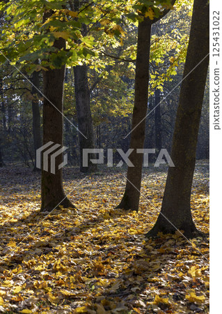 sunny day in the park during the autumn leaf fall, calm autumn nature sunny day in the park during the autumn leaf fall, calm autumn nature 125431022