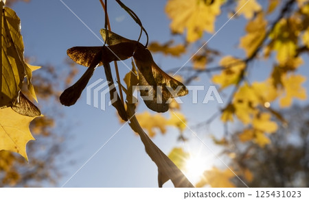 the foliage of trees on the ground after leaf fall , sunny weather in Indian summer, view from below the foliage of trees on the ground after leaf fall , sunny weather in Indian summer, view from below 125431023