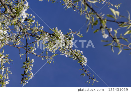 pear flowers against a sky close up, sunny weather in an orchard with pear tree 125431039