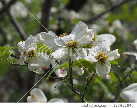 White dogwood bathed in sunlight (the tip of a dogwood branch with flowers and buds) White dogwood bathed in sunlight (the tip of a dogwood branch with flowers and buds) 125431043