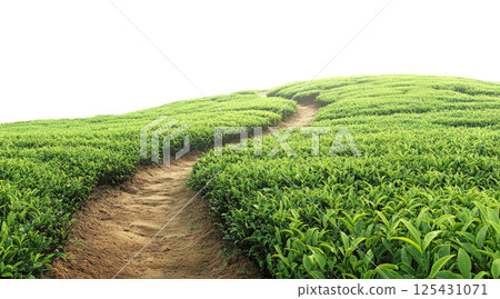 Path in tea plantation 125431071
