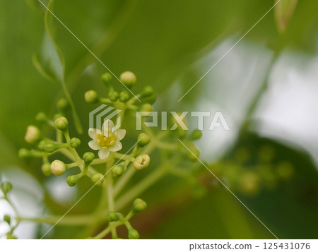 Camphor tree flowers and buds (Close-up of the tip of a camphor tree branch with flowers and buds) Camphor tree flowers and buds (Close-up of the tip of a camphor tree branch with flowers and buds) 125431076