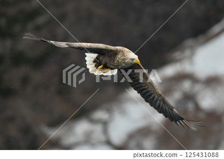A large bird of prey that can be seen in winter in the Shiretoko Peninsula and Kushiro Marshlands of Hokkaido, the brave and cool king of the skies, the White-tailed Eagle A large bird of prey that can be seen in winter in the Shiretoko Peninsula and Kushiro Marshlands of Hokkaido, the brave and cool king of the skies, the White-tailed Eagle 125431088
