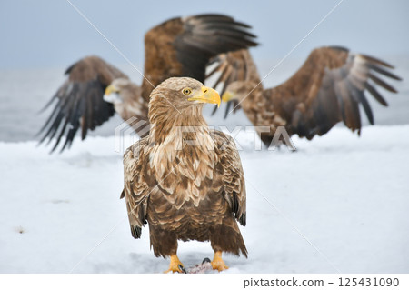 冬季在北海道知床半島和釧路濕原地區可以觀賞到的大型猛禽，勇敢冷酷的天空之王－白尾海雕 125431090