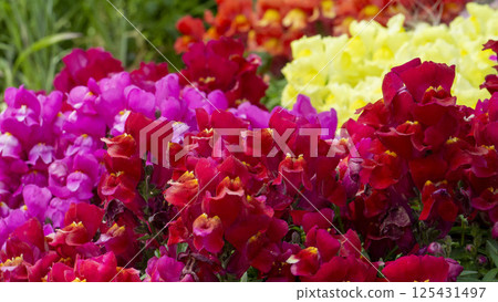 A vivid contrast in the spring garden: red and pink snapdragons 125431497