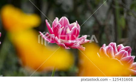 The splendor of double flowers blooming in the spring sunshine: Pink and white fringed tulips 125431608