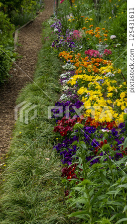 A vibrant ribbon of flowers decorates the path in spring: a garden landscape woven with a variety of colors 125431611