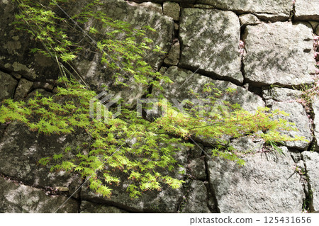 丸龜城見返坂路上的春天、新綠和石牆 125431656