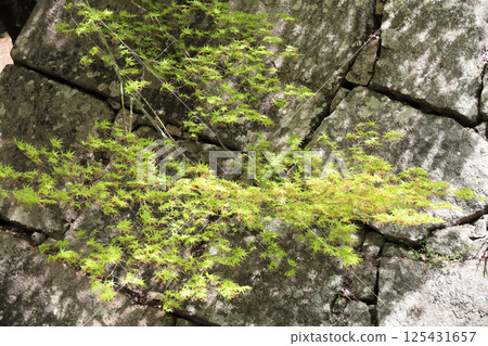 丸龜城見返坂路上的春天、新綠和石牆 125431657