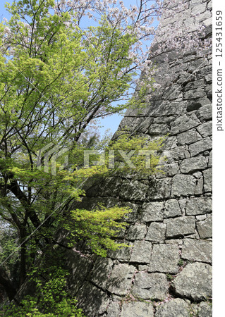 春天，丸龜城見歸坂山頂附近的櫻花盛開 125431659