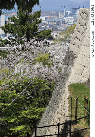 Spring: Stone walls, cherry blossoms and the city of Marugame seen from the top of Mikaeri-zaka at Marugame Castle Spring: Stone walls, cherry blossoms and the city of Marugame seen from the top of Mikaeri-zaka at Marugame Castle 125431661