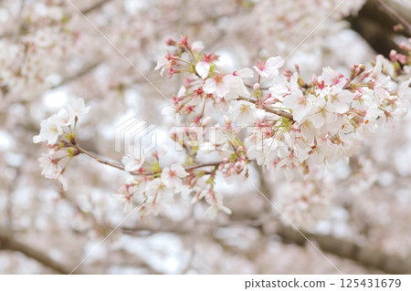 盛開的櫻花 125431679