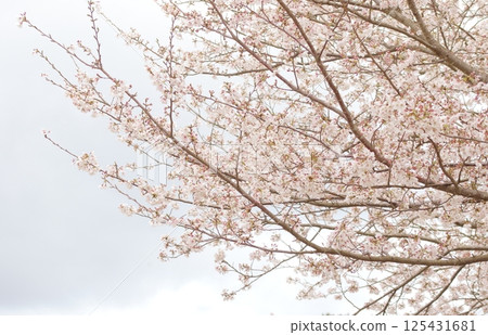 櫻桃樹枝延伸到天空 櫻桃樹枝延伸到天空 125431681