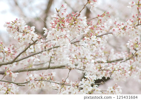 Cherry blossoms in full bloom bathed in the spring sunshine Cherry blossoms in full bloom bathed in the spring sunshine 125431684