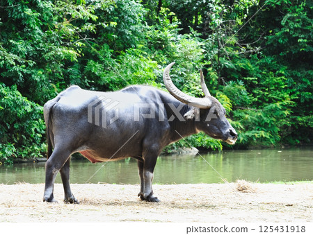 Mammal animal, Thai buffalo in grass field 125431918