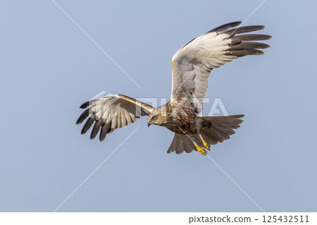 Majestic western marsh harrier (Circus aeruginosus) gracefully soaring in clear blue sky during golden hour Majestic western marsh harrier (Circus aeruginosus) gracefully soaring in clear blue sky during golden hour 125432511