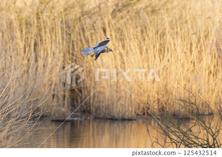 Beautiful western marsh harrier (Circus aeruginosus) soaring above a tranquil wetland at sunset surrounded by golden reeds and calm water 125432514