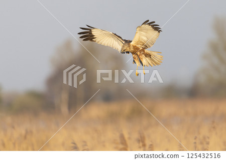 Western marsh harrier (Circus aeruginosus) soaring above golden reeds during a serene morning in a natural habitat 125432516