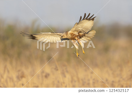 Western marsh harrier (Circus aeruginosus) soaring above golden reeds during a serene morning in a natural habitat 125432517