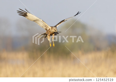 Western marsh harrier (Circus aeruginosus) soaring above golden reeds during a serene morning in a natural habitat 125432519