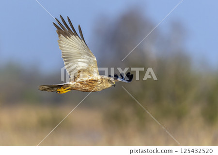Western marsh harrier (Circus aeruginosus) soaring above golden reeds during a serene morning in a natural habitat 125432520