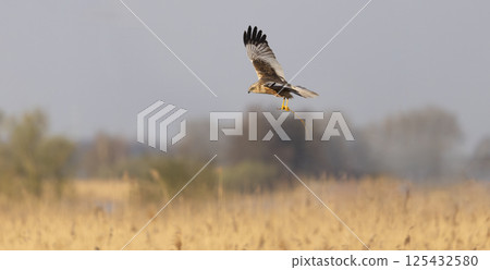 Western marsh harrier (Circus aeruginosus) flying gracefully over a marshland carrying a twig during golden hour Western marsh harrier (Circus aeruginosus) flying gracefully over a marshland carrying a twig during golden hour 125432580