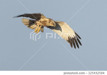 Majestic western marsh harrier (Circus aeruginosus) gracefully soaring in clear blue sky during golden hour 125432584