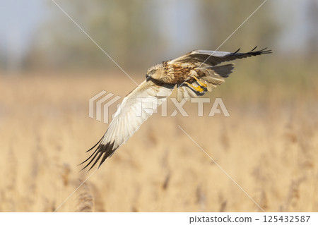 Western marsh harrier (Circus aeruginosus) soaring above golden reeds during a serene morning in a natural habitat 125432587