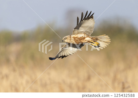 Western marsh harrier (Circus aeruginosus) soaring above golden reeds during a serene morning in a natural habitat 125432588
