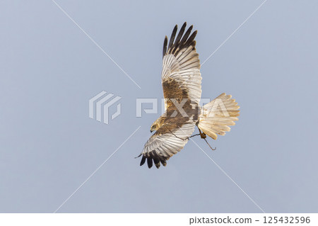 Western marsh harrier (Circus aeruginosus) gracefully carrying a twig in the clear sky above a serene landscape during daylight 125432596