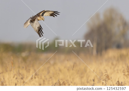 Western marsh harrier (Circus aeruginosus) soaring above golden reeds during a serene morning in a natural habitat 125432597