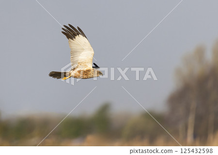 Western marsh harrier (Circus aeruginosus) soaring above golden reeds during a serene morning in a natural habitat 125432598