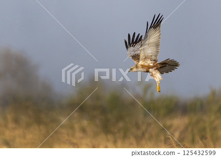 Western marsh harrier (Circus aeruginosus) soaring above golden reeds during a serene morning in a natural habitat 125432599