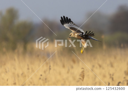 Western marsh harrier (Circus aeruginosus) soaring above golden reeds during a serene morning in a natural habitat 125432600