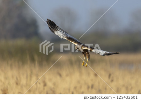 Western marsh harrier (Circus aeruginosus) soaring above golden reeds during a serene morning in a natural habitat 125432601