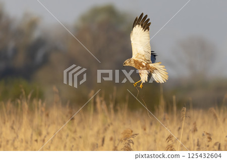 Western marsh harrier (Circus aeruginosus) skillfully soaring and gathering twigs in a golden marsh during the golden hour light Western marsh harrier (Circus aeruginosus) skillfully soaring and gathering twigs in a golden marsh during the golden hour light 125432604