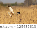 Western marsh harrier (Circus aeruginosus) skillfully soaring and gathering twigs in a golden marsh during the golden hour light 125432613