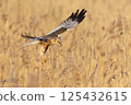 Western marsh harrier (Circus aeruginosus) hunting in golden reeds during sunset over tranquil marshland 125432615
