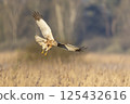 Western marsh harrier (Circus aeruginosus) hunting in golden reeds during sunset over tranquil marshland 125432616