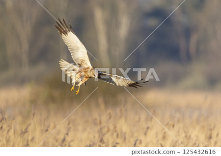 Western marsh harrier (Circus aeruginosus) hunting in golden reeds during sunset over tranquil marshland 125432616