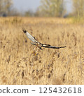 Western marsh harrier (Circus aeruginosus) hunting in golden reeds during sunset over tranquil marshland 125432618