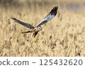 Western marsh harrier (Circus aeruginosus) hunting in golden reeds during sunset over tranquil marshland 125432620