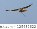 Western marsh harrier (Circus aeruginosus) gracefully carrying a twig in the clear sky above a serene landscape during daylight 125432622