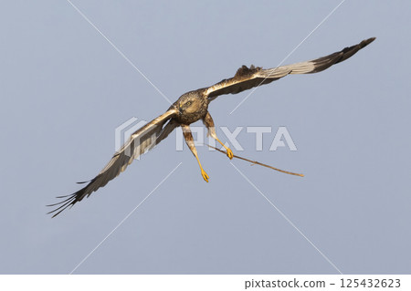 Western marsh harrier (Circus aeruginosus) gracefully carrying a twig in the clear sky above a serene landscape during daylight Western marsh harrier (Circus aeruginosus) gracefully carrying a twig in the clear sky above a serene landscape during daylight 125432623