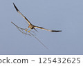 Western marsh harrier (Circus aeruginosus) gracefully carrying a twig in the clear sky above a serene landscape during daylight 125432625