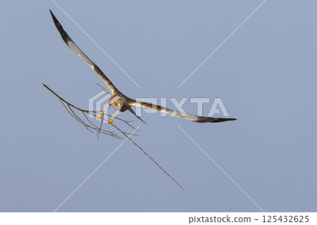 Western marsh harrier (Circus aeruginosus) gracefully carrying a twig in the clear sky above a serene landscape during daylight 125432625