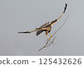 Western marsh harrier (Circus aeruginosus) gracefully carrying a twig in the clear sky above a serene landscape during daylight 125432626