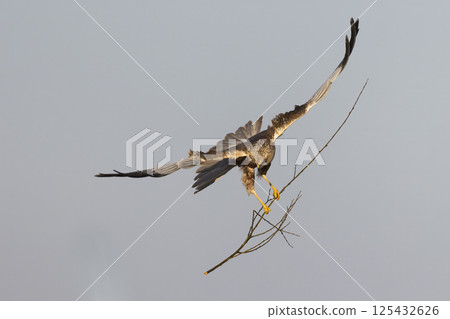 Western marsh harrier (Circus aeruginosus) gracefully carrying a twig in the clear sky above a serene landscape during daylight 125432626